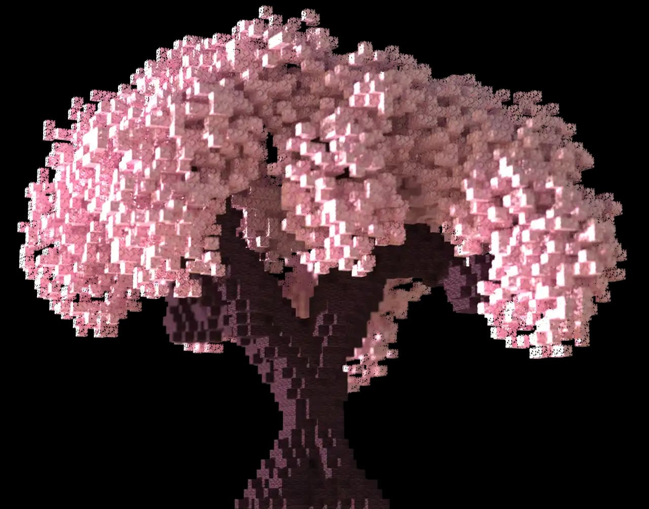 Cherry blossom tree